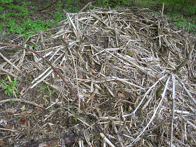 Una peziza nel sacco e altre specie primaverili